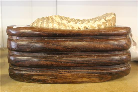 Indian elephant tooth, rosewood stand